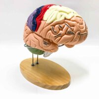 1:2 Human Brain Model Disassembled Medical Anatomical Brain Model Cerebral Cortex Nerves Teaching Learning Tool 4 Parts Medical Use