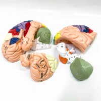 1:2 Human Brain Model Disassembled Medical Anatomical Brain Model Cerebral Cortex Nerves Teaching Learning Tool 4 Parts Medical Use