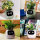 Masdio Smart Flowerpots, with Artificial Intelligence, Time-Temperature Display and Numerous Expressive Animations Based on the Environment, for Interior Decoration (Green)