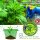 SMUJU 12 pieces, protective collar, anti-snail, Ø 24 cm, green, protects lettuce and cabbage plants from animal damage.
