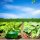 SMUJU 12 pieces, protective collar, anti-snail, Ø 24 cm, green, protects lettuce and cabbage plants from animal damage.