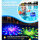 DeeprBlu 2025 Poolthermometer | Funk, Solar, LED-Lichtshow, duales Display, 200m Reichweite, schwimmend für Pools & Spas.