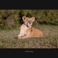 Panasonic S-E70200E LUMIX S PRO Telezoom 70-200mm F2.8, wetterfest (Staub/Spritzwasser/Kälte), Schwarz