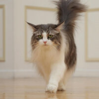 Canon EOS 4000D Spiegelreflexkamera, 18 MP, 18-55mm & 75-300mm Objektive, WLAN, Touchscreen, Schwarz