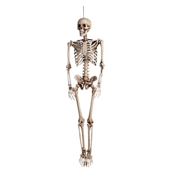 Boland 74515 Skeleton, 160 cm, Halloween decoration, movable, realistic bone structure, for hanging