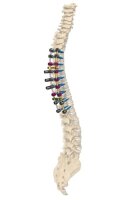 NuVasive RELINE Small Stature Demo Set,...