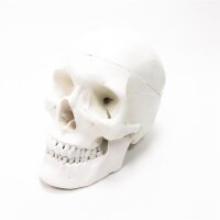 Gima-White, in 3 parts dismantled skull model, value...