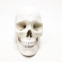 Gima-White, in 3 parts dismantled skull model, value line, for training, practices and students, 1x enlargement