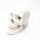 Gima-White, in 3 parts dismantled skull model, value line, for training, practices and students, 1x enlargement